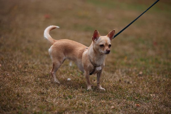 Welche Herausforderungen stehen dem Journalismus in Deutschland bevor?